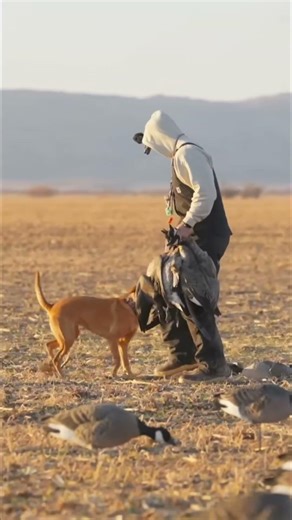 Dog CHASES Birds: Hilarious Hunting Action Caught on Camera! #shorts