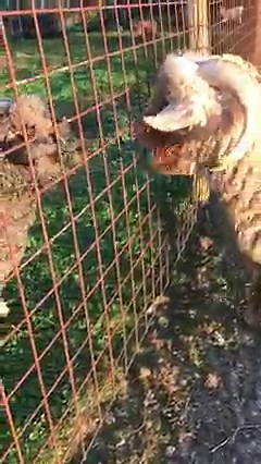 Tie mating season for the goats and Phil is wooing the ladies with a pee soaked face and tongue out blubbering. Ain’t love grand? | Ironhorse Homestead