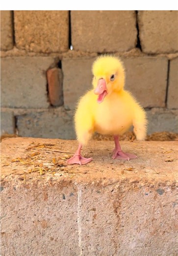 Funny Duck Acting Skills