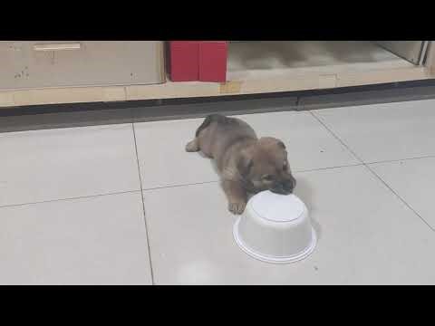 When the puppy hasn’t eaten enough