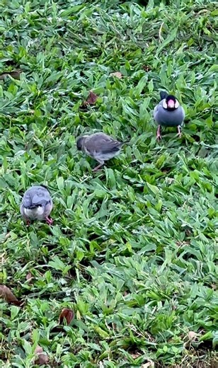 Little Sparrow Protected by Loving Parents 🐦🐣 April 2, 2026