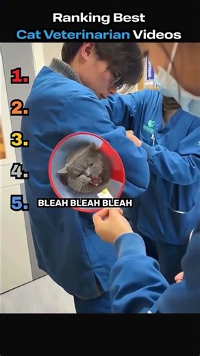 Ranking Funniest Cat Veterinarian Videos🐱