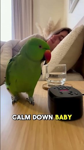 When Your Parrot Argues with the Alarm Clock 😂⏰ #viral #parrot