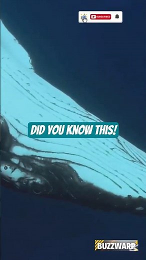 Whales Have Hands Hidden in Their Flippers #shorts #science #evolution