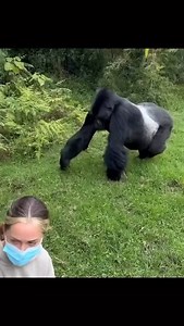 1K views · 229 reactions |  Fancy Gorilla Trekking – The Ultimate...