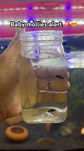 Tiny lives, big happiness🥹#arowana #aquarium #fishkeeping #aquascape #viral #fishshorts #trending