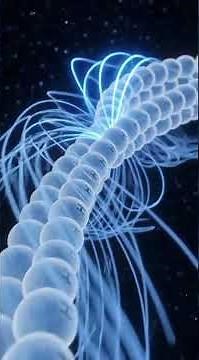 MRI Inside the Human Body