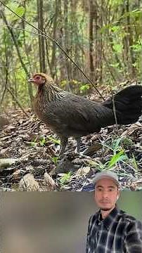 This is no ordinary chicken! Meet the Bankiva, the wild breed that flies #chicken #nature #curios...