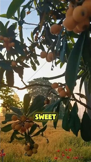 The Loquat Fruit That's a Like Mango! #Loquat #EriobotryaJaponica #ExoticFruit