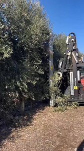 🫒 Κλάδεμα υπέρπυκνης γραμμικής ελαιοκαλλιέργειας | Αγροτών Ανάγνωσμα blog