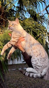 Snow Lynx Bengal beauty 🐆🤍🔥RichltMeow Xiao **** #snowbengal #snowbengalkitten #snowbengalkittens #bengalkittens #bengalcat #bengalcats #bengals #bengallover #bengalcatworld #bengalcatclub #elite_grandglowcattery #bengalkittensofinstagram #bengalkatt #bengalkatzen #gattobengala #bengalkedisi #bengaltürkiye #bengalchina #bengalcanada #bengalflorida #bengalcalifornia #bengaltexas #snowlynx #snowlynxbengal | Natali Nikolaeva
