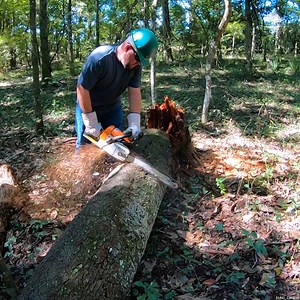 14K views · 232 reactions | We Got More Wood Than I Thought From This ROTTEN Cherry Tree #Firewood #TreeFelling #TreeRemoval #CherryWood | The Kelley's country life | Facebook