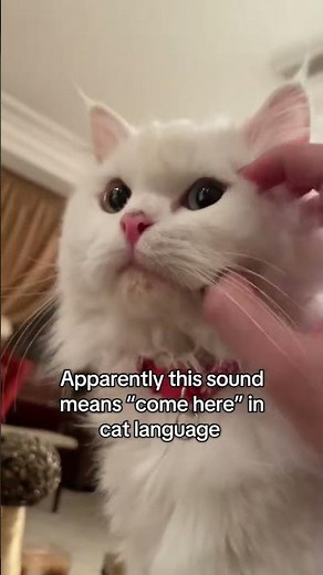 “Come here” in cat language! It works!