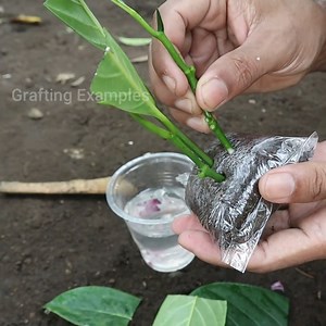 90K views · 1.6K reactions | This is my method to growing jackfruit from cutting | Grafting Examples | Facebook