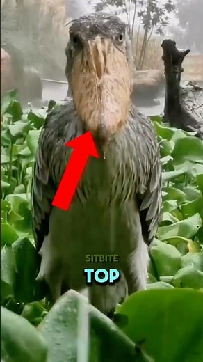 Top 5 Scariest Bird Sounds That Will Give You Chills!