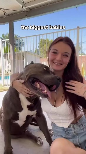 Biggest Dogs: Adorable Giant Pups Having Fun