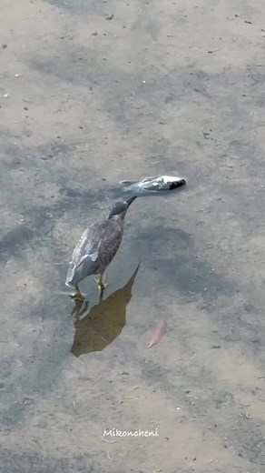 1.2M views · 2.9K reactions | සසරේ කොතැකදී හෝ ඔබ කරන පිං ඔබටම ප්‍රයෝජනවත් වෙයි  | Darshana Silva | Facebook