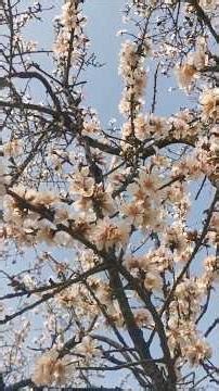 Υπέροχη βιοφωνία* σε ένα πανηγύρι επικονιαστών πάνω σε μια ανθισμένη αμυγδαλιά (Prunus amygdalus)