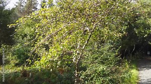 Hawthorn tree and sign explaining it irish and english including translation