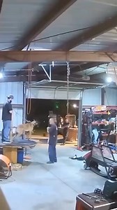 324K views · 2.7K reactions | When bite training takes a dangerous turn: Belgian Malinois slips off leash and charges the decoy! #belgianmalinois | Belgian Malinois | Facebook