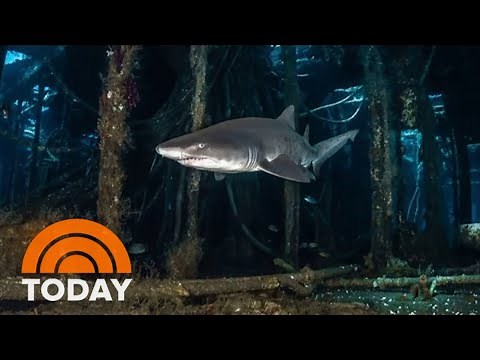 Scientists Discover New Clues On Where Sand Tiger Sharks Give Birth