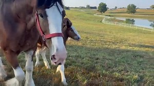 Our new foals are outside enjoying the weather and getting some exercise. 😊​ Stop by for a visit this weekend to meet them! | Warm Springs Ranch