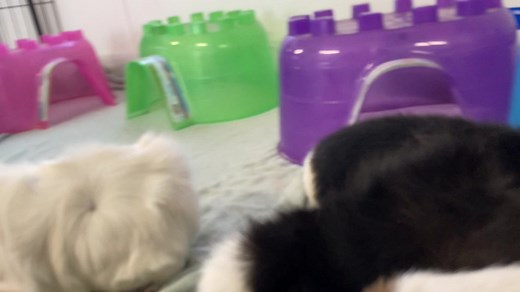 The adorable lady guinea piggies nomming their greens #cuteguineapigs #guineapigs #guineapig #cuteguineapig | Critter Camp Exotic Pet Sanctuary