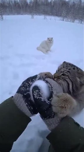 Winter games: White cat plays, Manul gets mad, Lynx wins.