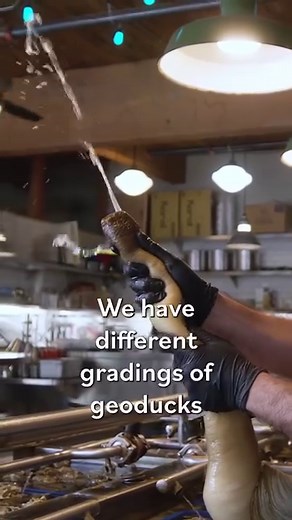 182K views · 342 reactions | Sometimes size does matter… especially when it comes to grading geoducks  The gradings depend on the length and weight of each clam. In other words, the bigger the clam, the higher the grade. | Eater | Facebook