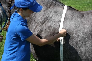 How to Measure Your Horse (to Estimate His Weight)