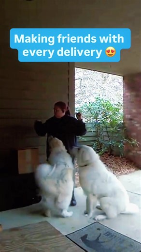 Delivery Man Becomes Dog's Best Friend