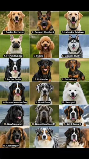 Saint Bernard: Giant Size, Gentle Soul — Mountain Rescue Legend
