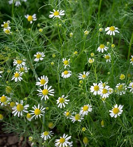 Roman Chamomile (Chamaemelum nobile)
