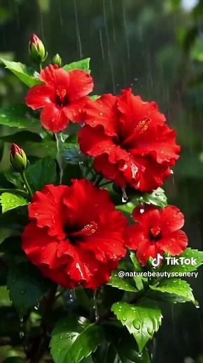 Exploring Nature's Beauty Through Live Flower Wallpapers