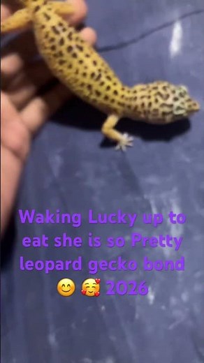 Waking Lucky up to eat she is so Pretty leopard gecko bond 😊 🥰 2026