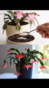 156K views · 555 reactions | How to Propagate Christmas Cactus for a Home Full of Blooms: A Step-by-Step Guide | Easy Recipes | Facebook