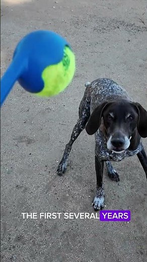 Easy Dog or Chaos Puppy? You Choose! 🐾