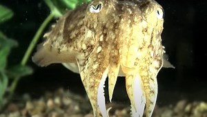 Cuttlefish Aced the Marshmallow Test Designed for Human Kids