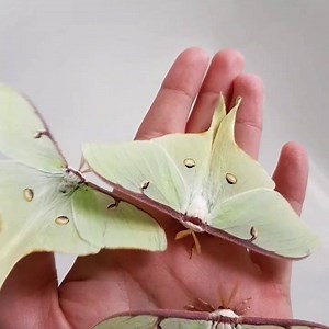 Actias Luna | Insectarea
