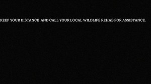 Raccoons & Distemper Dear residents of Waveland & Bay Saint Louis, I am with Wild at Heart Rescue, please review this public service announcement in reference to our raccoon population in the Waveland Kiln Cut Off road area. Please do not let this be a target on the back of our raccoon population, this is for vigilance and education. In the past week and a half, approximately 7 raccoons have been picked up with-in 2 square miles that have been distemper positive. They have been in the area of Av