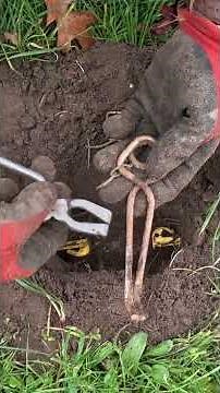 How to trap a mole's MAIN TUNNEL? (Mole trap tutorial)