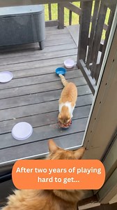 Today's feral cat who transformed into a cuddlebag is Phoebe. Phoebe's fosted mom @claremadams worked tirelessly to win the kittiy's trust, and once she succeeded, Phoebe turned out to be incredibly affectionate and cuddly! 🐾♥️🐈 | Cats And Kittens