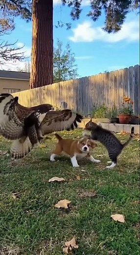 Footage from a backyard camera shows a cat hissing and chasing away a large bird trying to snatch a