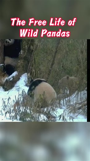 #panda #Panda is a national treasure of China#The Free Life of Wild Pandas