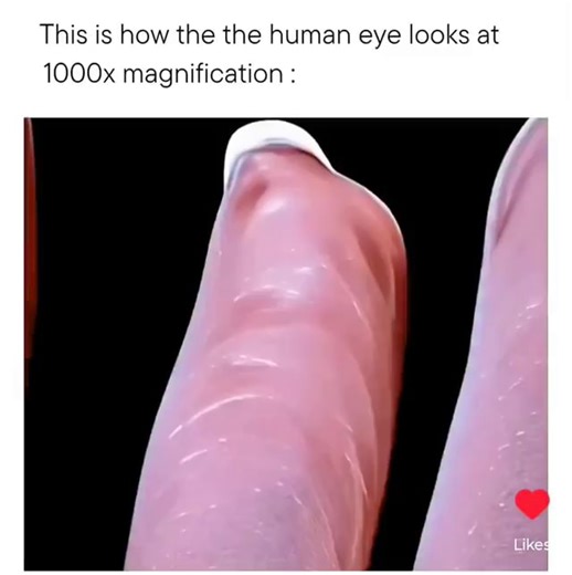This is how the the human eye looks at 1000x magnification : - iFunny