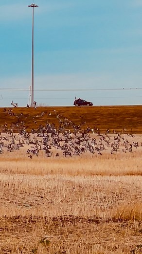 Do you ever wonder why birds always seem to fly together in large flocks? It’s a fascinating phenomenon that has intrigued scientists for centuries. In this article, we will delve into the incredible reasons behind this behavior and explore the various factors that contribute to it. By flying together, birds form social bonds and ensure safety in numbers. They also benefit from efficient navigation and migration, as well as maximizing their foraging opportunities. One of the key reasons for floc