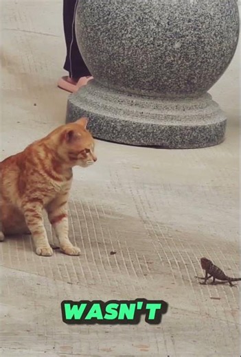 This Cat Got HUMBLED by a Lizard 😂 #Shorts