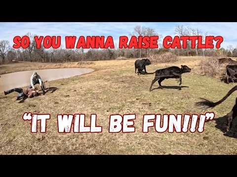 So You Want to Raise Cattle? Some Cost, Issues, and other Considerations!
