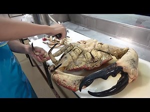 [Uncut version] Tasmania King Crab cooked