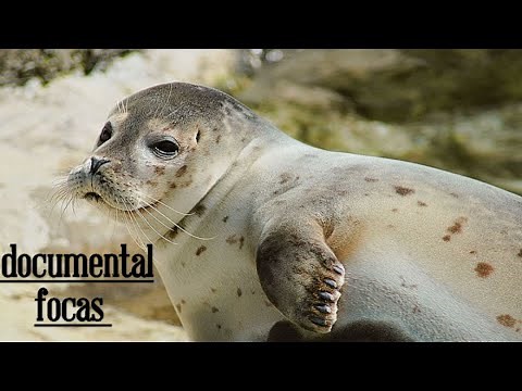 El Mundo de las Focas Mini documental